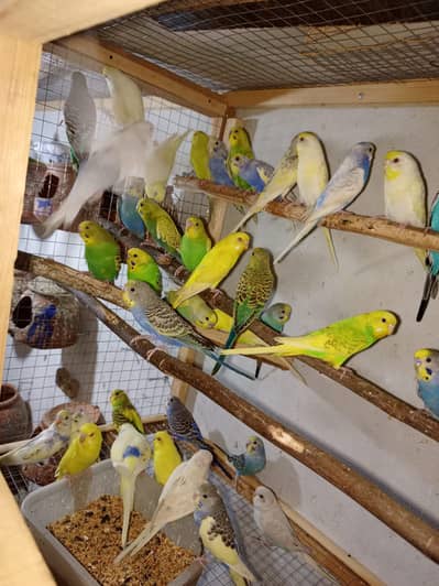 Budgies 50 PCs lovebird 10 pcs cocktail 4 pcs 300*53*85*681
