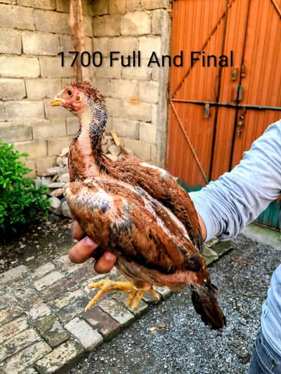 Aseel home breed for sale