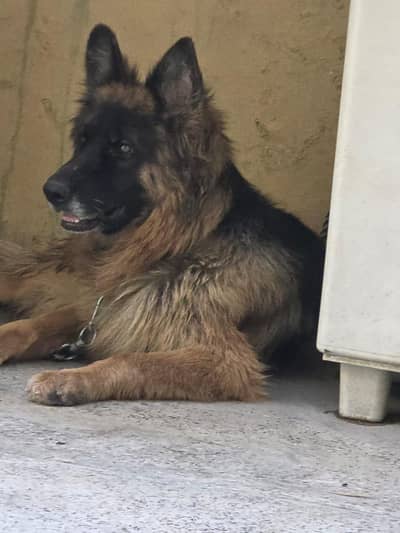 triple coat German shepherd