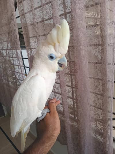 Ducrop cockatoo