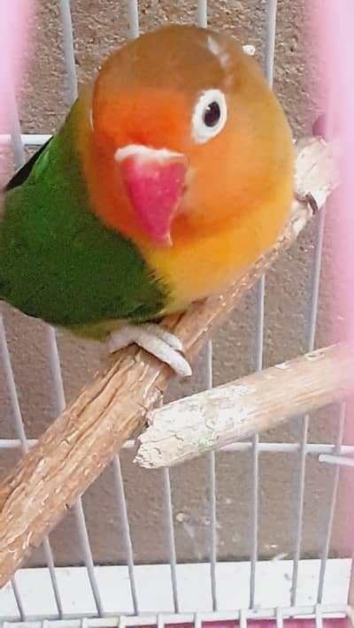 breedder male