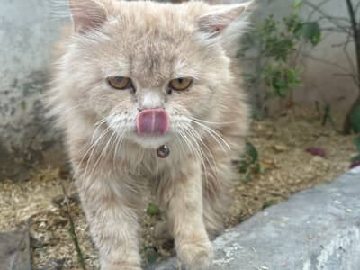 Male cat for sale