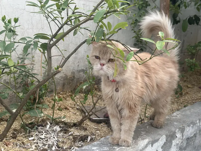Male cat for sale — photo 2