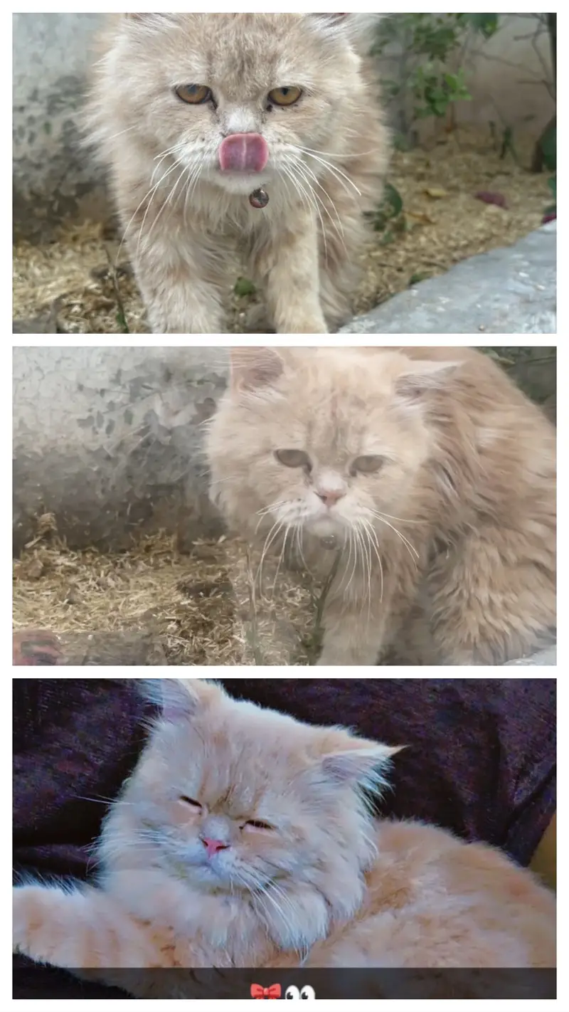Male cat for sale — photo 3
