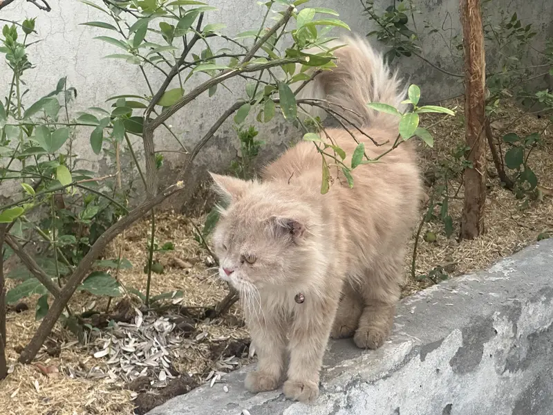 Male cat for sale — photo 4