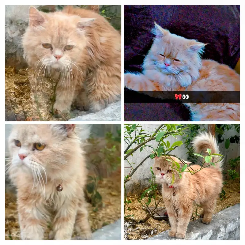 Male cat for sale — photo 5