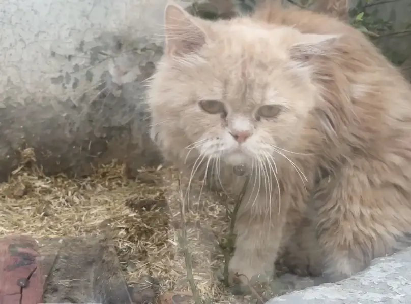 Male cat for sale — photo 8