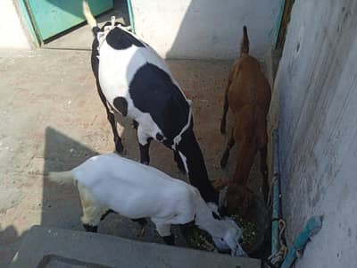 Family Pack Goats – 1 Adult Goats + 2 Babies 4 month