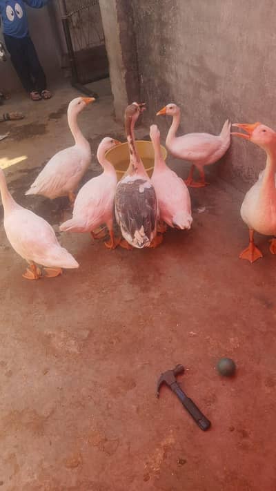 duck for sale Gujranwala