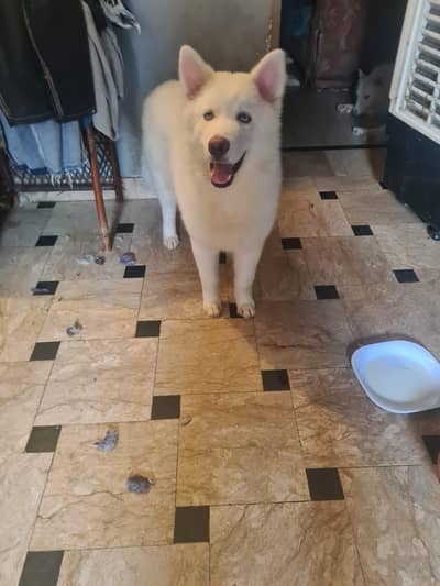 siberian husky puppy whstapp 03054221172