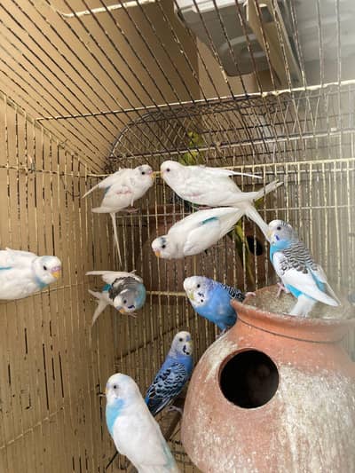 Australian parrots for sell.