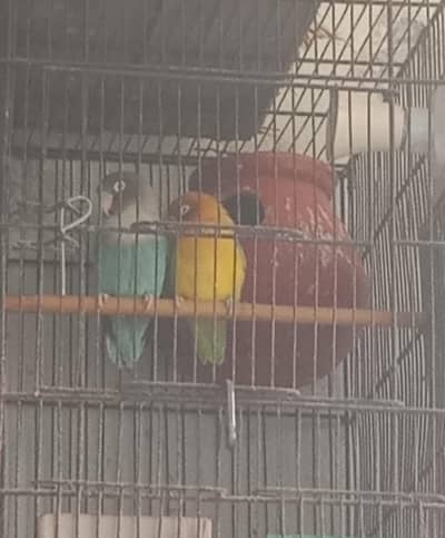 Breeder pair