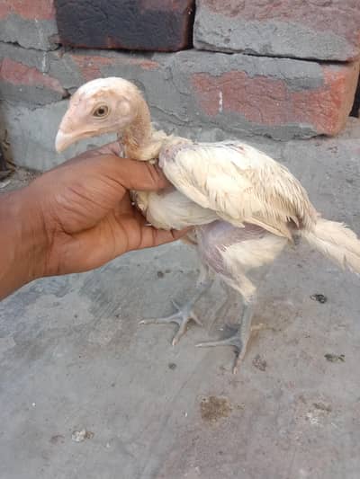 white pakoya