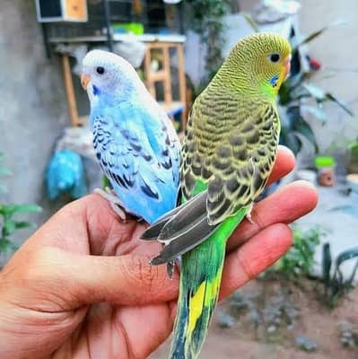 Australian parrot healthy n active