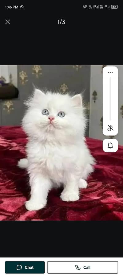 Persian cat for sale my WhatsApp number  03703659905