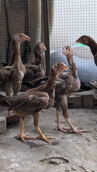 2.5 months aseel chicks.