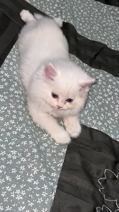 Triple Coated Persian Kitten