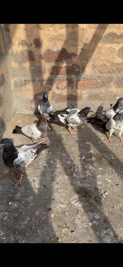 Guarantted Bachy achy urny waly