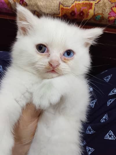 persion cat odd eyes