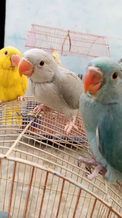 YELLOW RINGNECK BLUE RINGNECK COVERED BABY