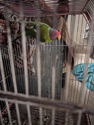 indian perrot