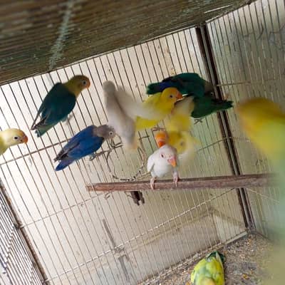 some different birds for sell