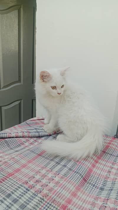 Persian white kitten