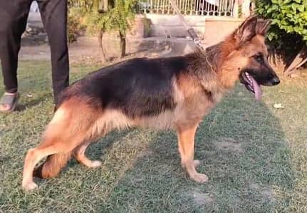 German shepherd female dog es Num par rabta Kare 03127108117