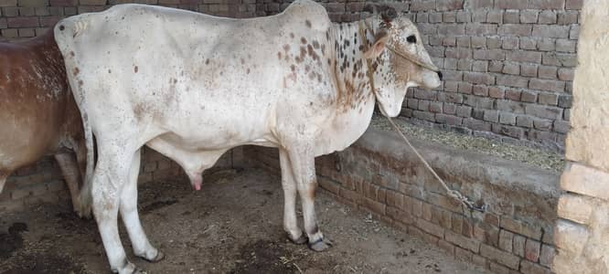 کھیرا بچھا براۓفروخت