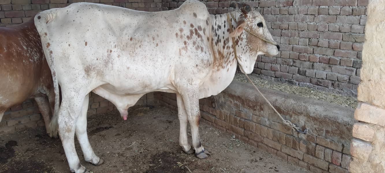کھیرا بچھا براۓفروخت 0