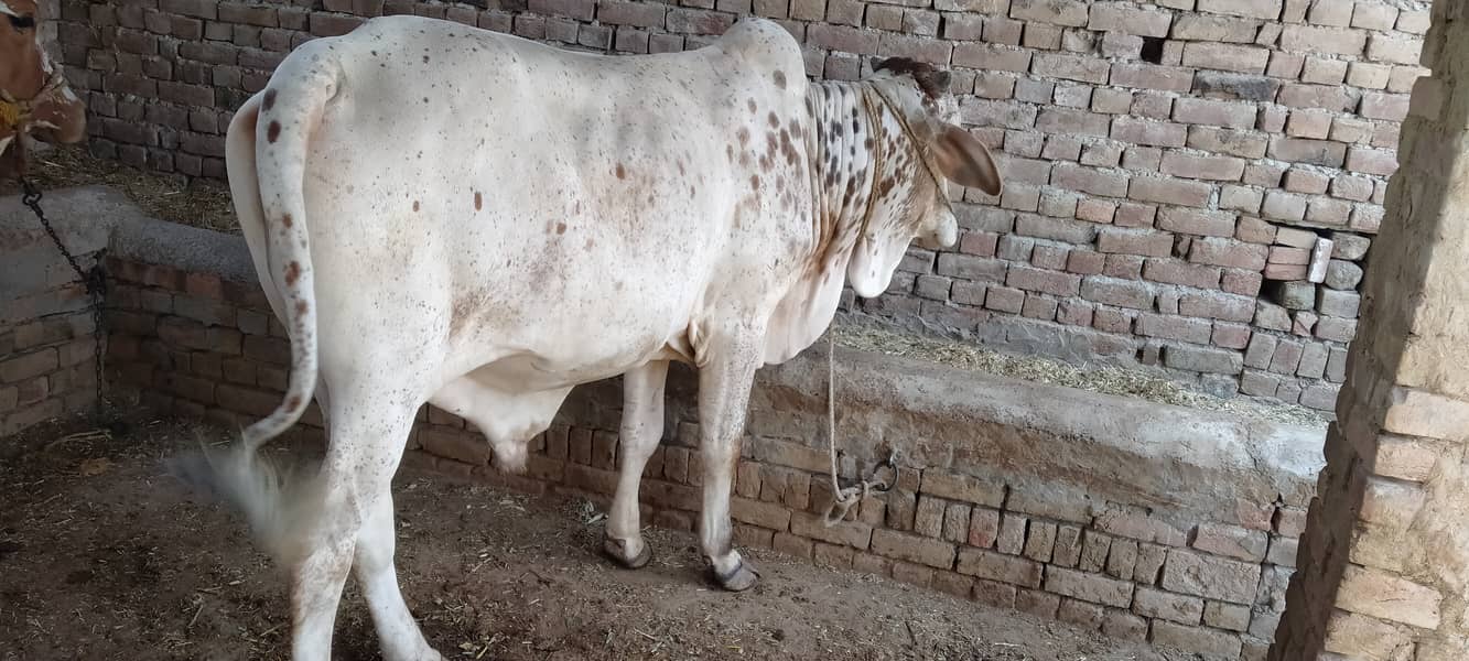 کھیرا بچھا براۓفروخت 1