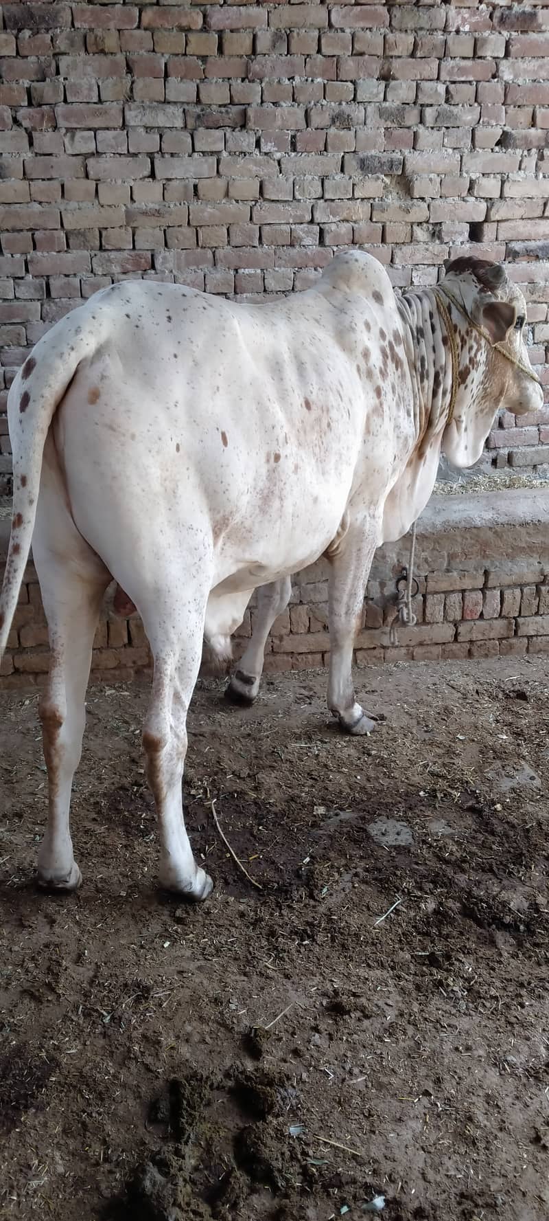 کھیرا بچھا براۓفروخت 2