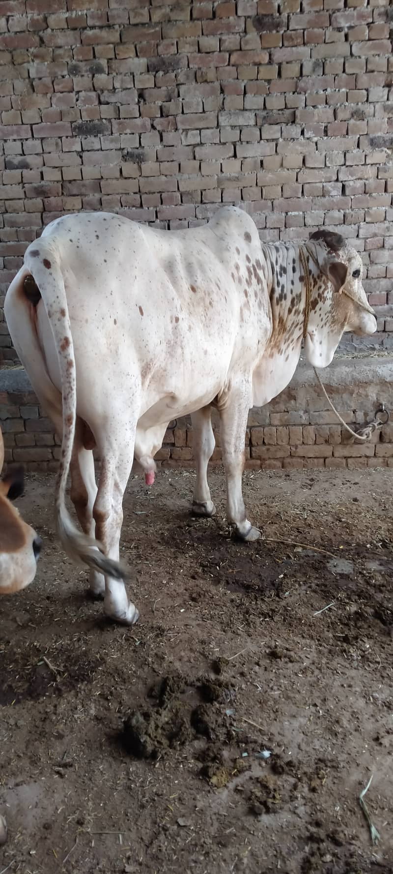 کھیرا بچھا براۓفروخت 3