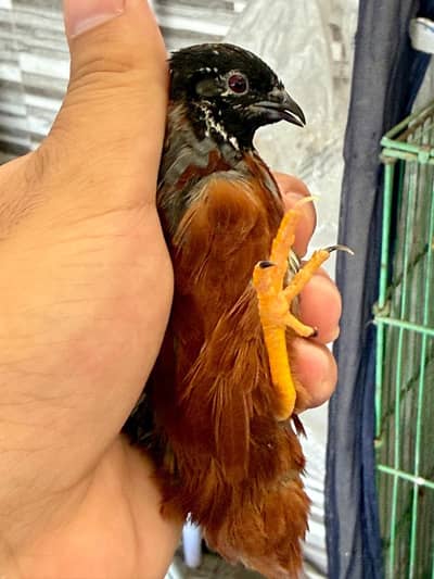 button quail male