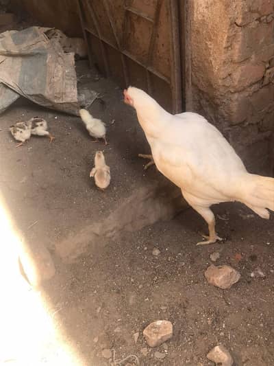 white aseel murgha ha aur murghi b ha iska sath 4 chuza b ha forsale