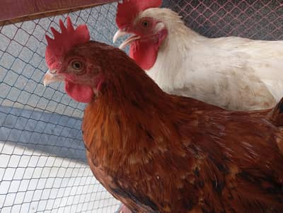 2 roosters,medium size for sale with house