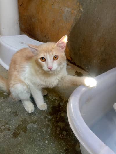 Persian cat s