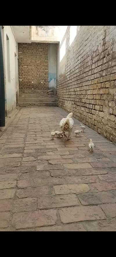 Premium Heera Aseel Family – Hen with 6 Chicks