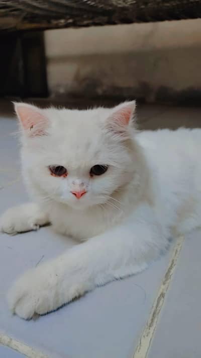 Persian cat snow white color
