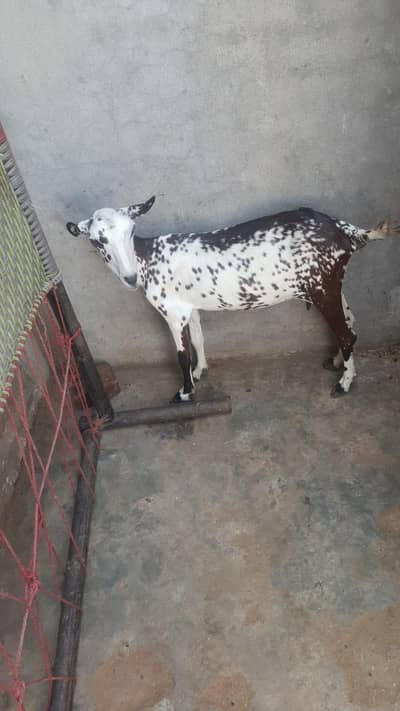 barbari goat for sale