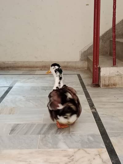 Duck Breeder Male,  Active and Healthy