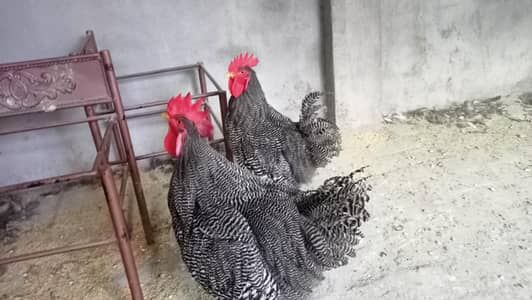 Plymouth Rock Roosters