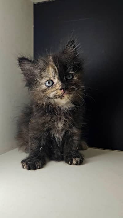 Persian cat