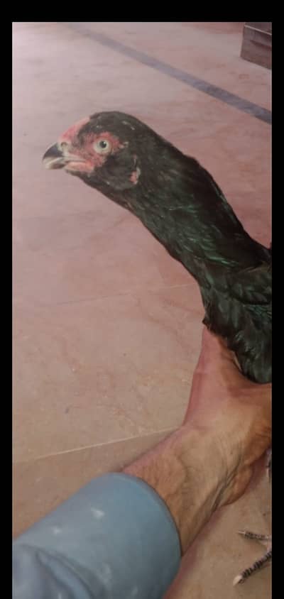 A very beautiful and fully black Galvi Aseel in long hight for sale