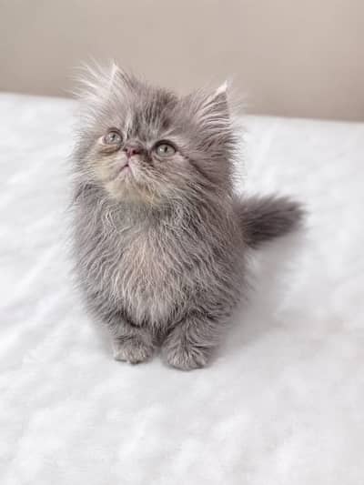 CFABloodline Female Persian Kitten| Nearto Piki Face Available forSell