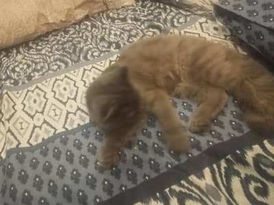 male ragdoll breed only 4 months looking for a new house contact :