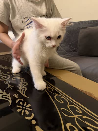 Persian kitten