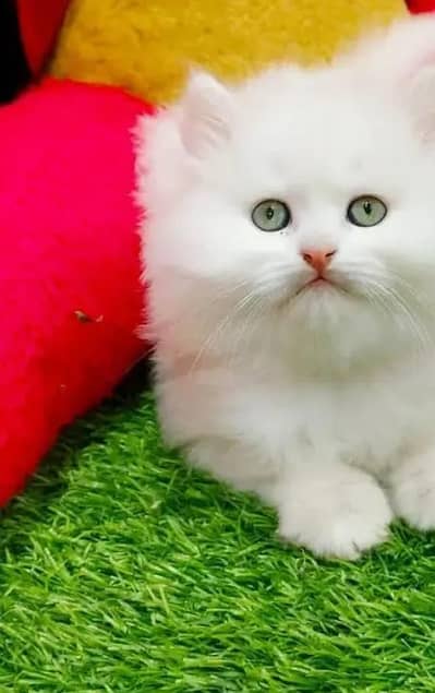 (Persian female kitten) (for sale all) (Pakistan delivery available)