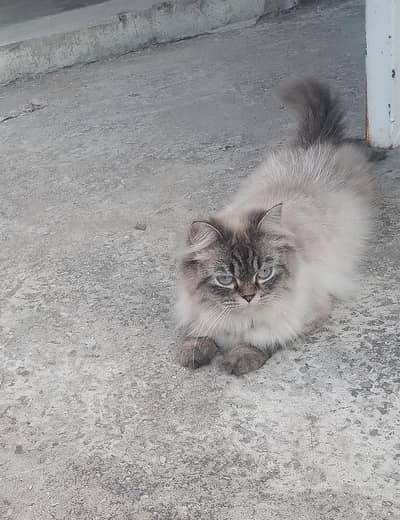 For sale gray Persian cat