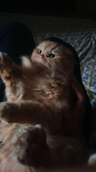 Loving cat  Ready for a Caring Family